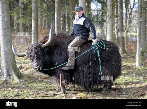 iyaks|yaks in deutschland.
